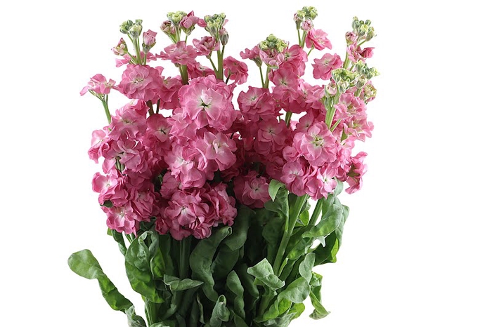 <h4>Matthiola Stox Rosy Pink Extra</h4>