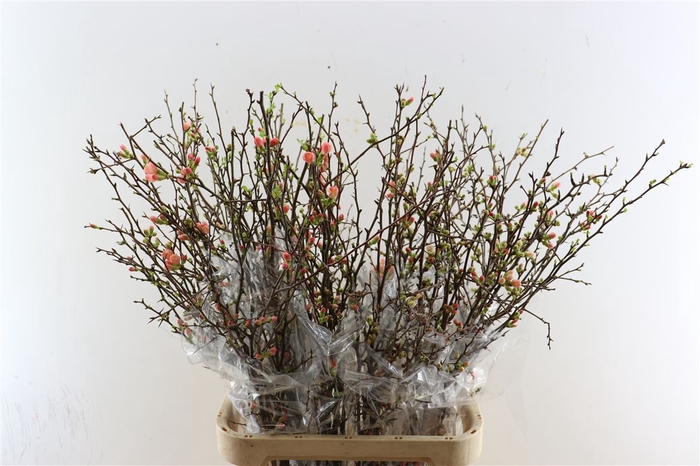 <h4>Chaenomeles Superba 110cm</h4>