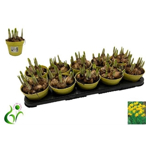 Narcissus Tete a Tete 12Ø 12cm