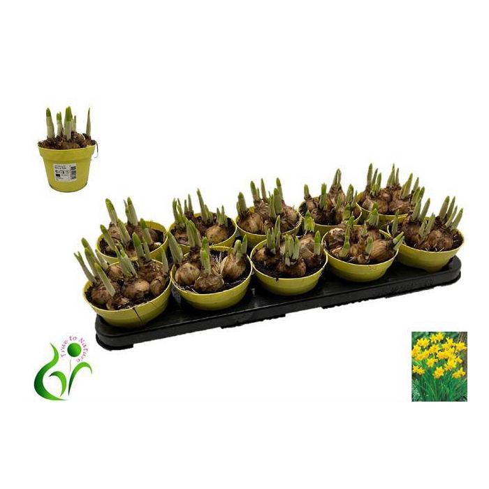<h4>Narcissus Tete a Tete 12Ø 12cm</h4>