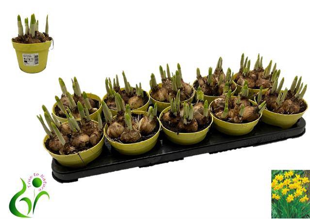 Narcissus Tete a Tete 12Ø 12cm