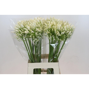 Agapanthus White Heaven