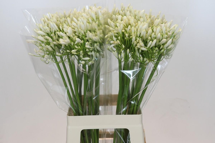 <h4>Agapanthus White Heaven</h4>
