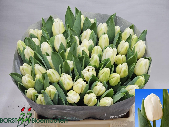 <h4>TU EN ANTARCTICA</h4>