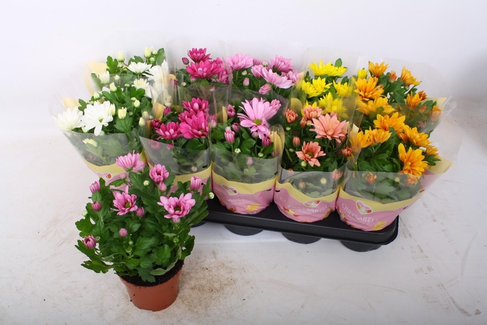 <h4>CHRYS GEM 6 KL</h4>