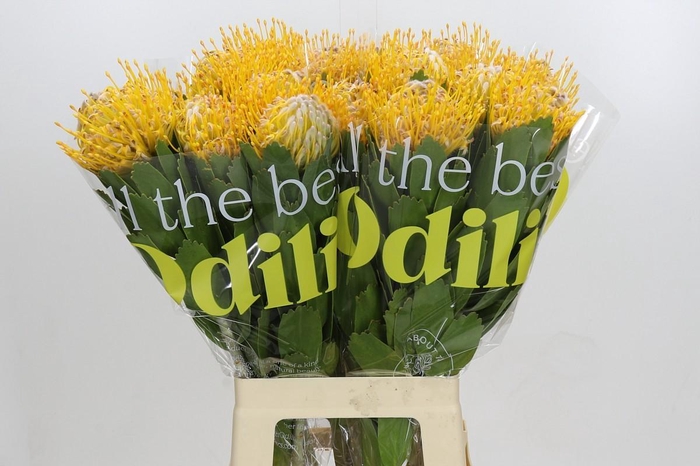 <h4>Nutans Joti</h4>