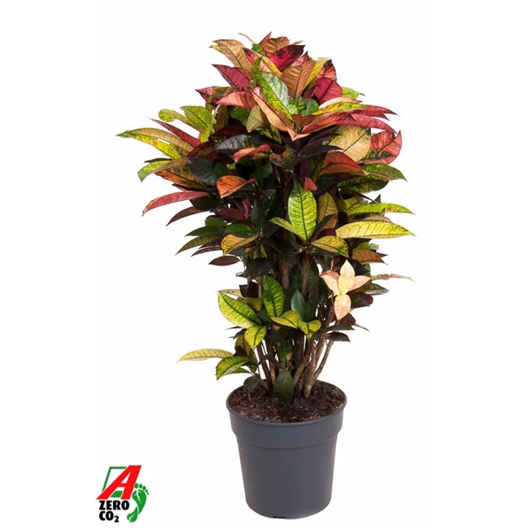 <h4>Codiaeum Mrs Iceton vertakt P27</h4>
