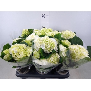 Hydrangea mac.   ...