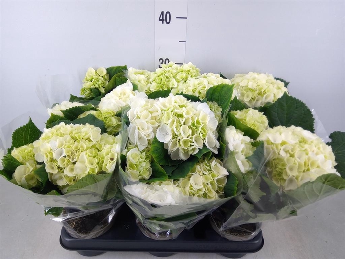<h4>Hydrangea mac.   ...</h4>