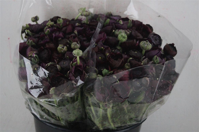 <h4>Ran Elegance Violet</h4>