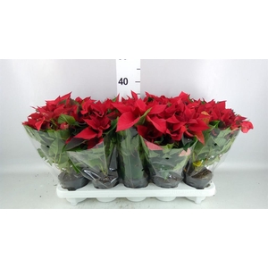 Euphorbia pulc. 'Christ Universe'