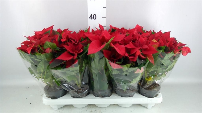 <h4>Euphorbia pulc. 'Christ Universe'</h4>