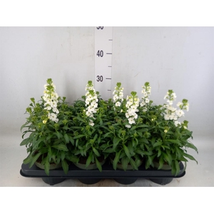 Erysimum  'Leya White'