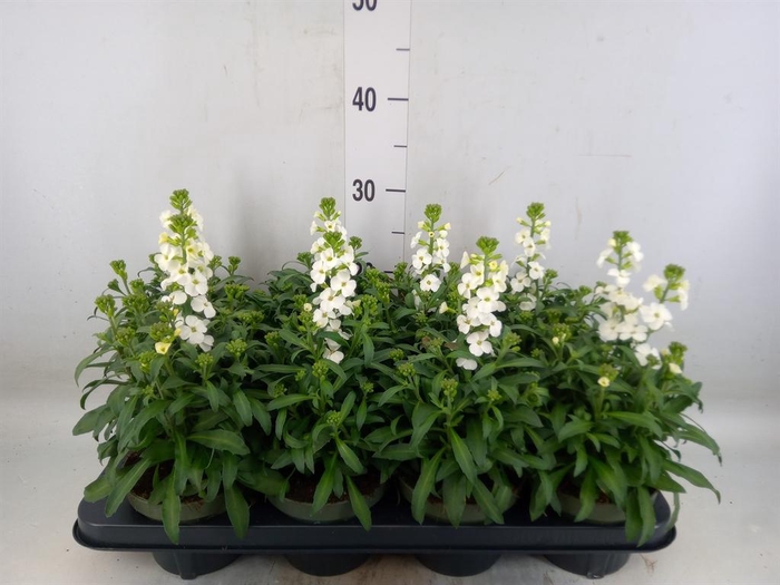 <h4>Erysimum  'Leya White'</h4>