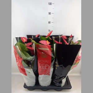 Anthurium andr. 'Oklahoma'