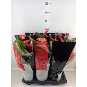 Anthurium andr. 'Oklahoma'