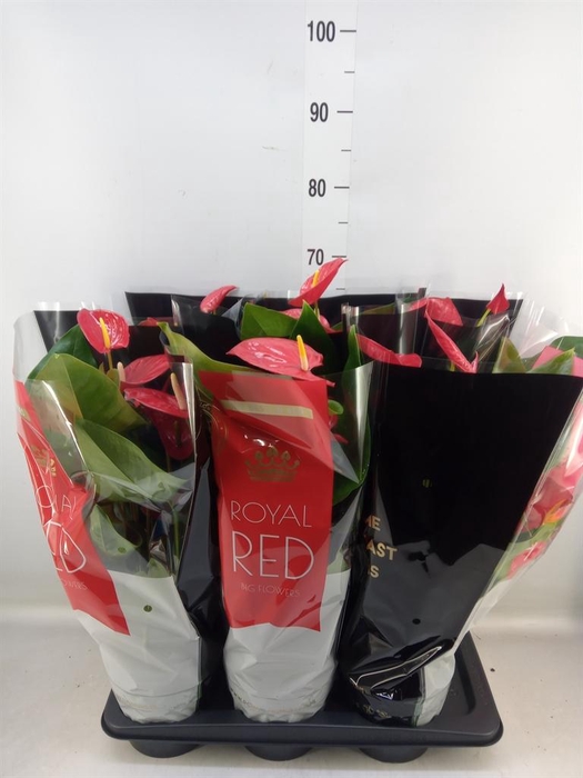 <h4>Anthurium andr. 'Oklahoma'</h4>