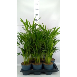 Dypsis lutescens   ...Chrysalidoca