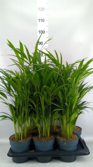 <h4>Dypsis lutescens   ...Chrysalidoca</h4>