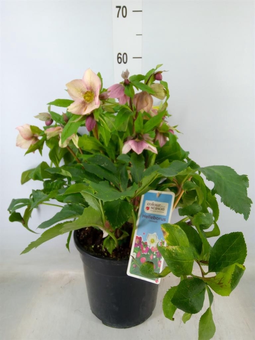 <h4>Helleborus   ...</h4>