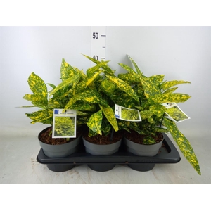 Aucuba japonica 'Crotonifolia'