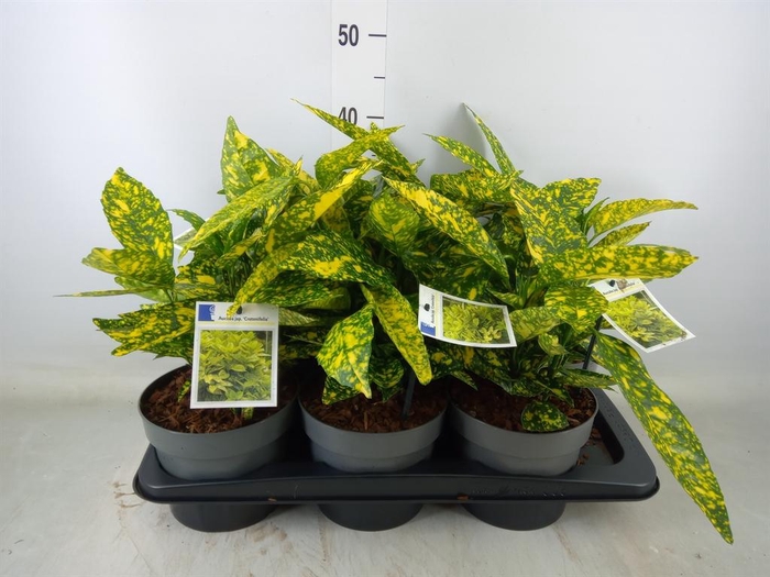 <h4>Aucuba japonica 'Crotonifolia'</h4>