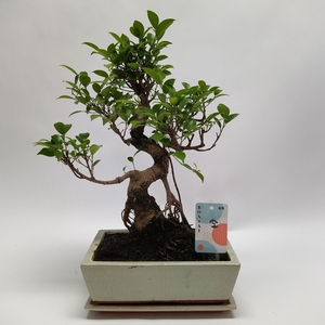 Bonsai Ficus Retusa Traditional 25 cm