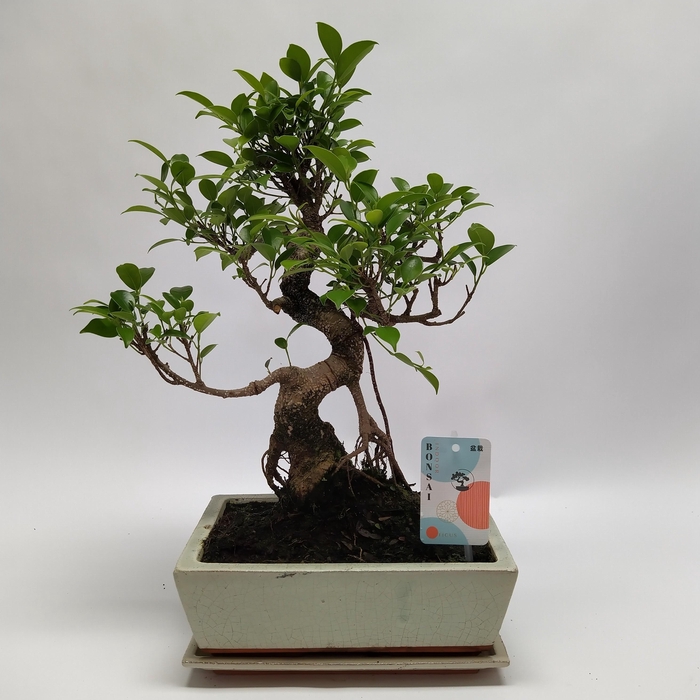<h4>Bonsai Ficus Retusa Traditional 25 cm</h4>