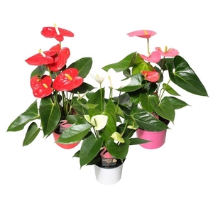 Anthurium Flamingomix 12cm