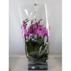 Phalaenopsis  'Ant Orlando'