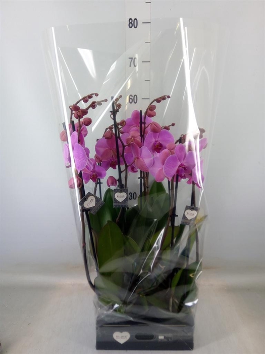 <h4>Phalaenopsis  'Ant Orlando'</h4>