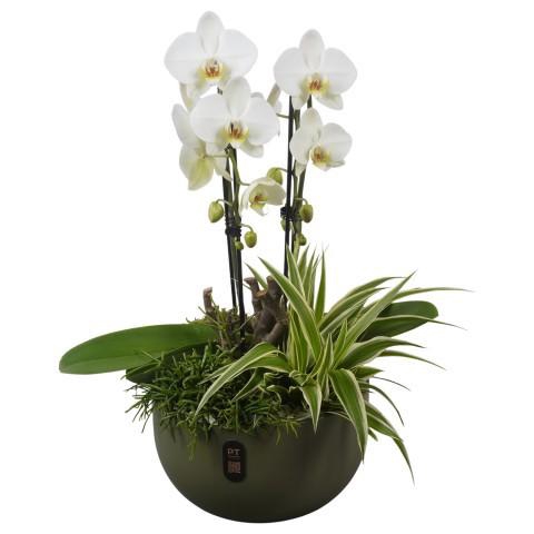 <h4>PTIB5148 Arrangement Indoor in keramiek schaal</h4>