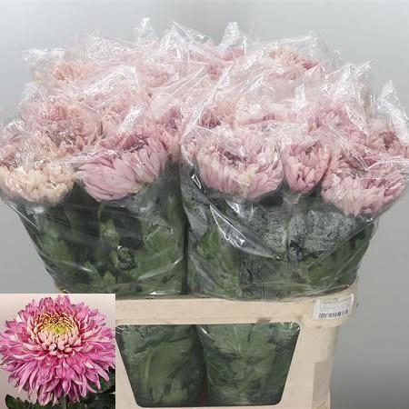 <h4>CHR G HOLIDAY</h4>