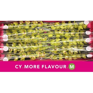 Mini cymbidium 'Sea Foam' 60 cm