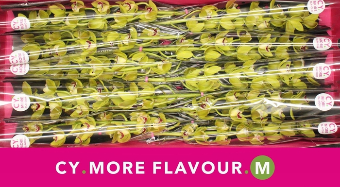 <h4>Mini cymbidium 'Sea Foam' 60 cm</h4>