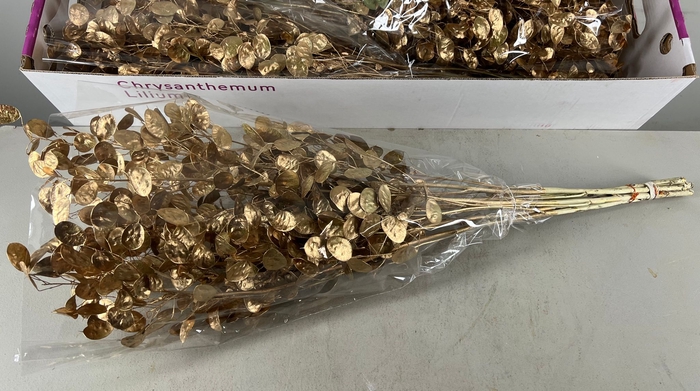 <h4>DF Lunaria Bs Antique Gold</h4>