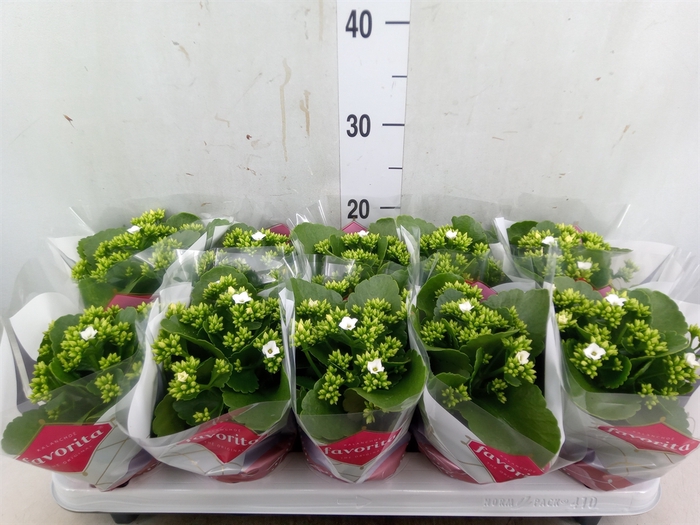 <h4>Kalanchoe blos. 'Asteria'</h4>