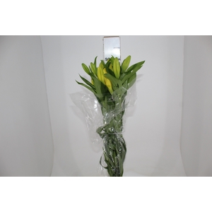 LIRIO EL DIVO 090 CM HT 3/4 FLS