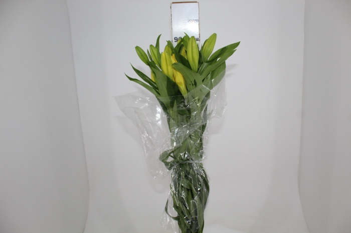 LIRIO EL DIVO 090 CM HT 3/4 FLS