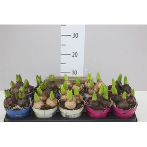 Hyacinthus Gemengd 3pp Ton Sur Ton