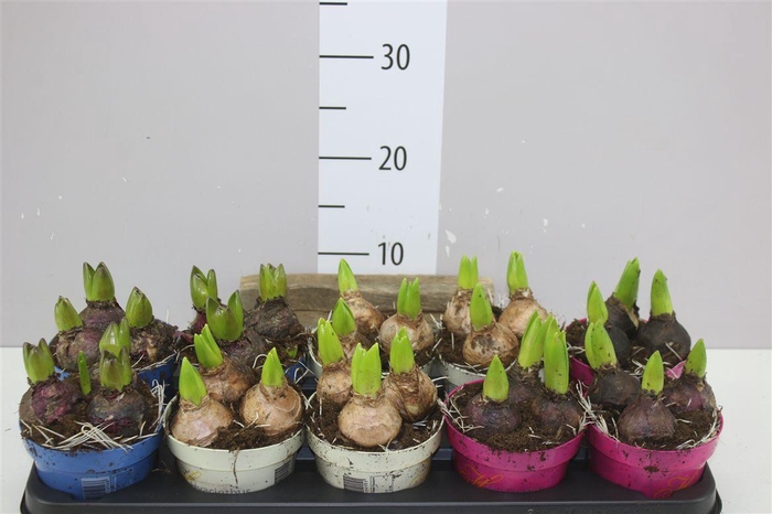 <h4>Hyacinthus Gemengd 3pp Ton Sur Ton</h4>