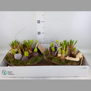 Arr.   Bol/Knolgewas L%