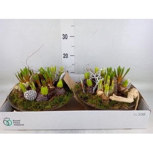 Arr.   Bol/Knolgewas L%