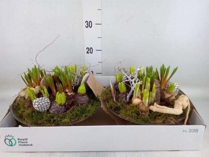 <h4>Arr.   Bol/Knolgewas L%</h4>