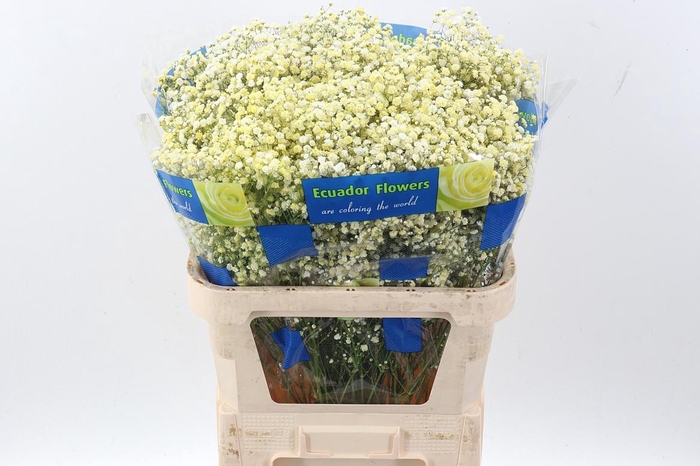 <h4>Gy Xlence Light Yellow Tinted 40gr</h4>