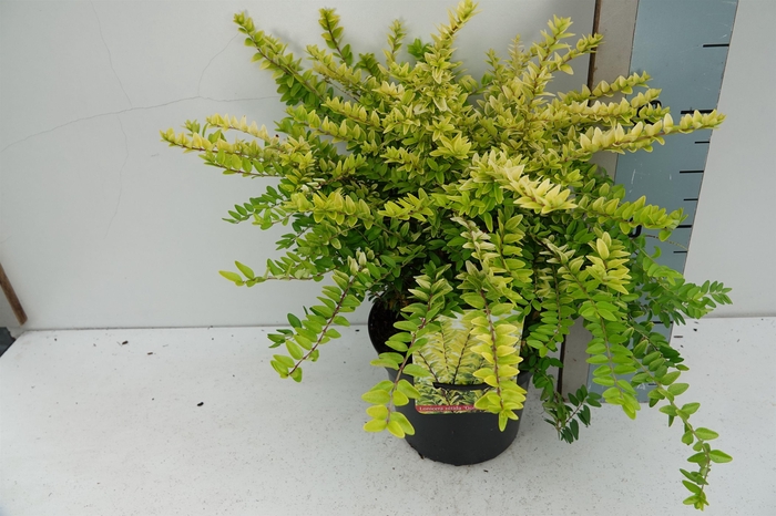 <h4>Lonicera nit. 'Golden Glow'</h4>