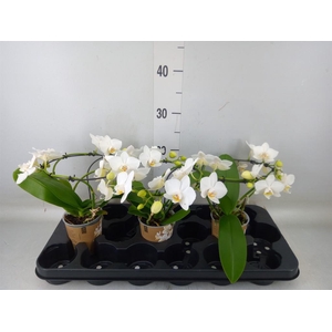 Phalaenopsis multi.   ...white
