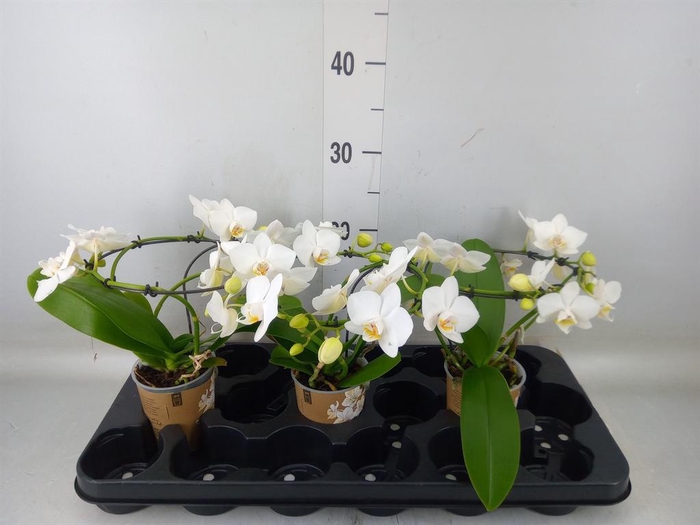 <h4>Phalaenopsis multi. ...white</h4>
