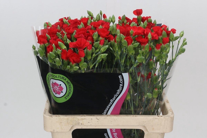 <h4>Dianthus Tr Symply Love</h4>