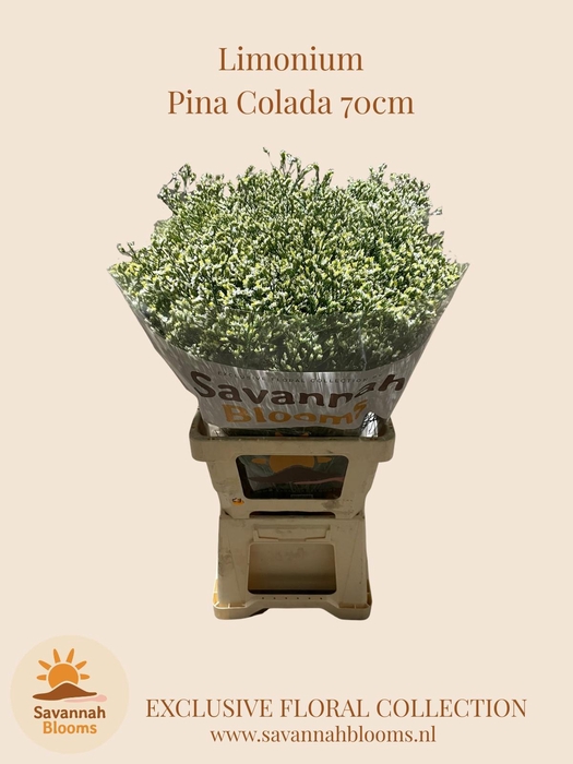 <h4>LIM SIN SEN P COLADA</h4>